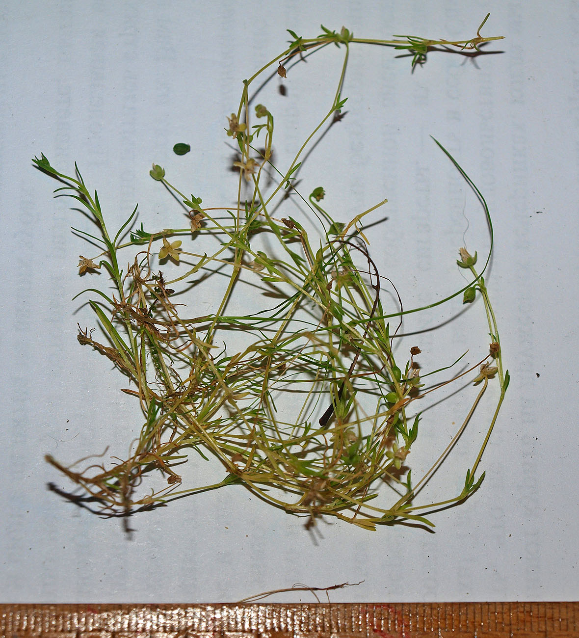 Image of Sagina procumbens specimen.