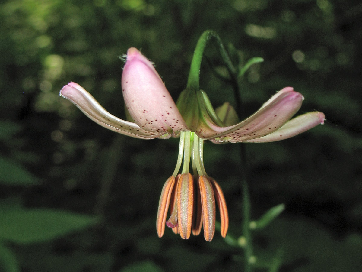 Image of Lilium martagon specimen.