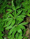 Lilium martagon