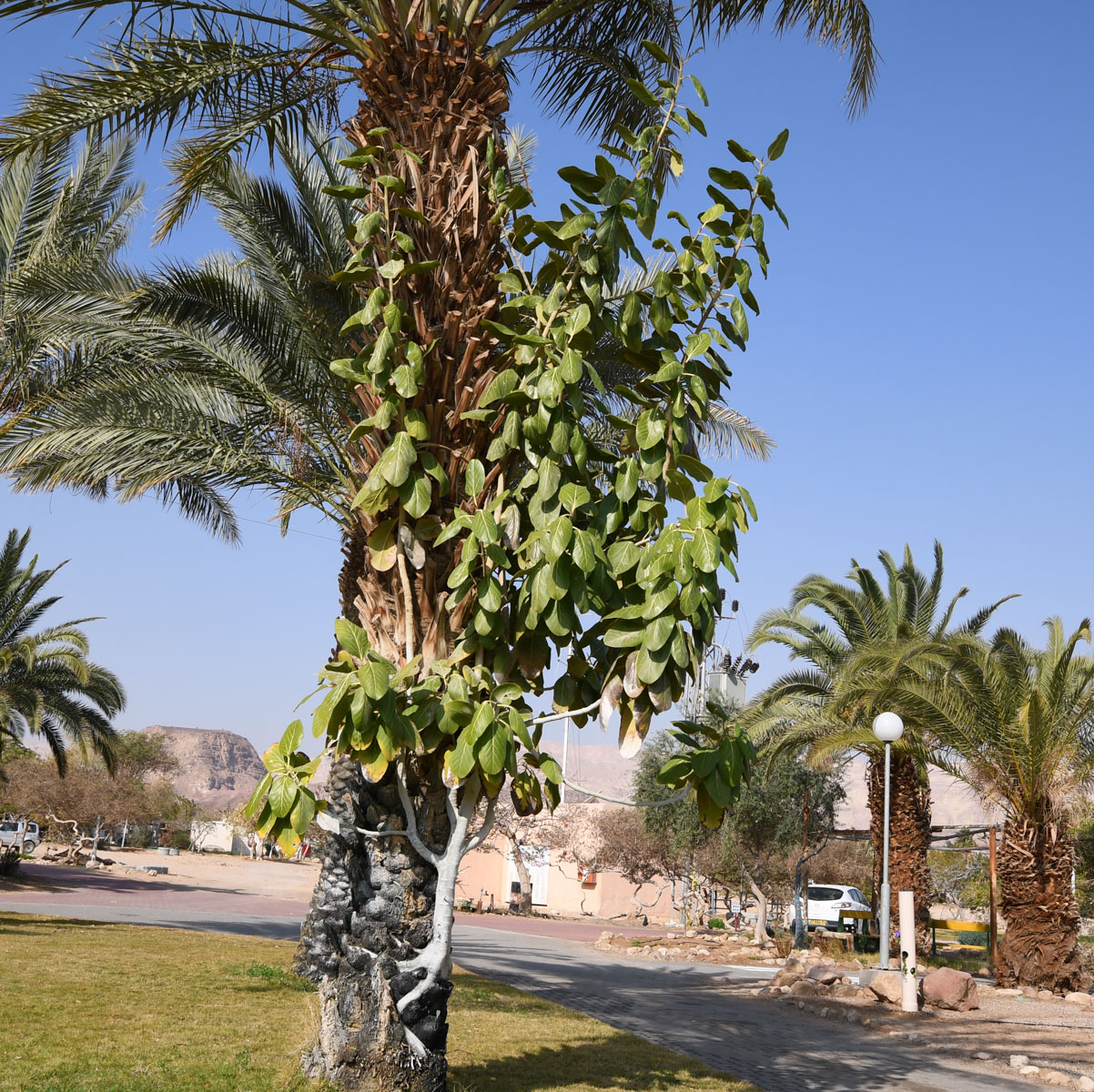 Изображение особи Ficus benghalensis.