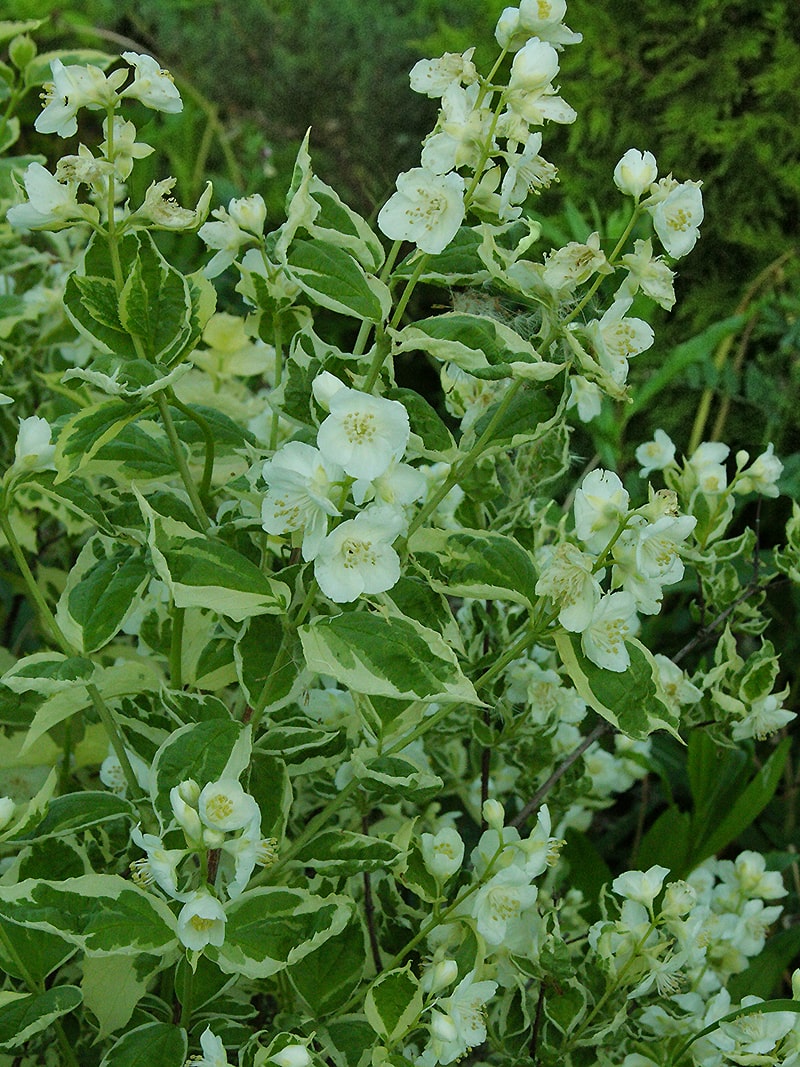 Image of Philadelphus coronarius specimen.