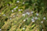 Lysimachia clethroides. Соцветия. Кировская обл., г. Киров, Ботанический сад Вятского государственного университета, в культуре. 22.09.2018.