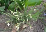 genus Galanthus