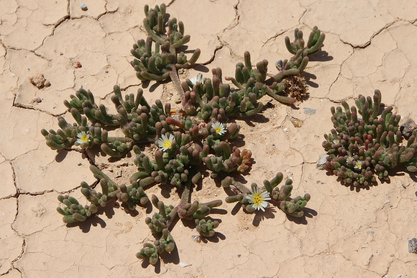 Image of Mesembryanthemum nodiflorum specimen.