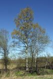 Betula pendula