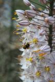 Eremurus olgae