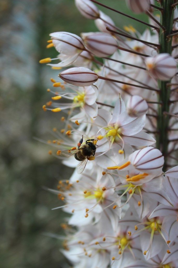 Изображение особи Eremurus olgae.