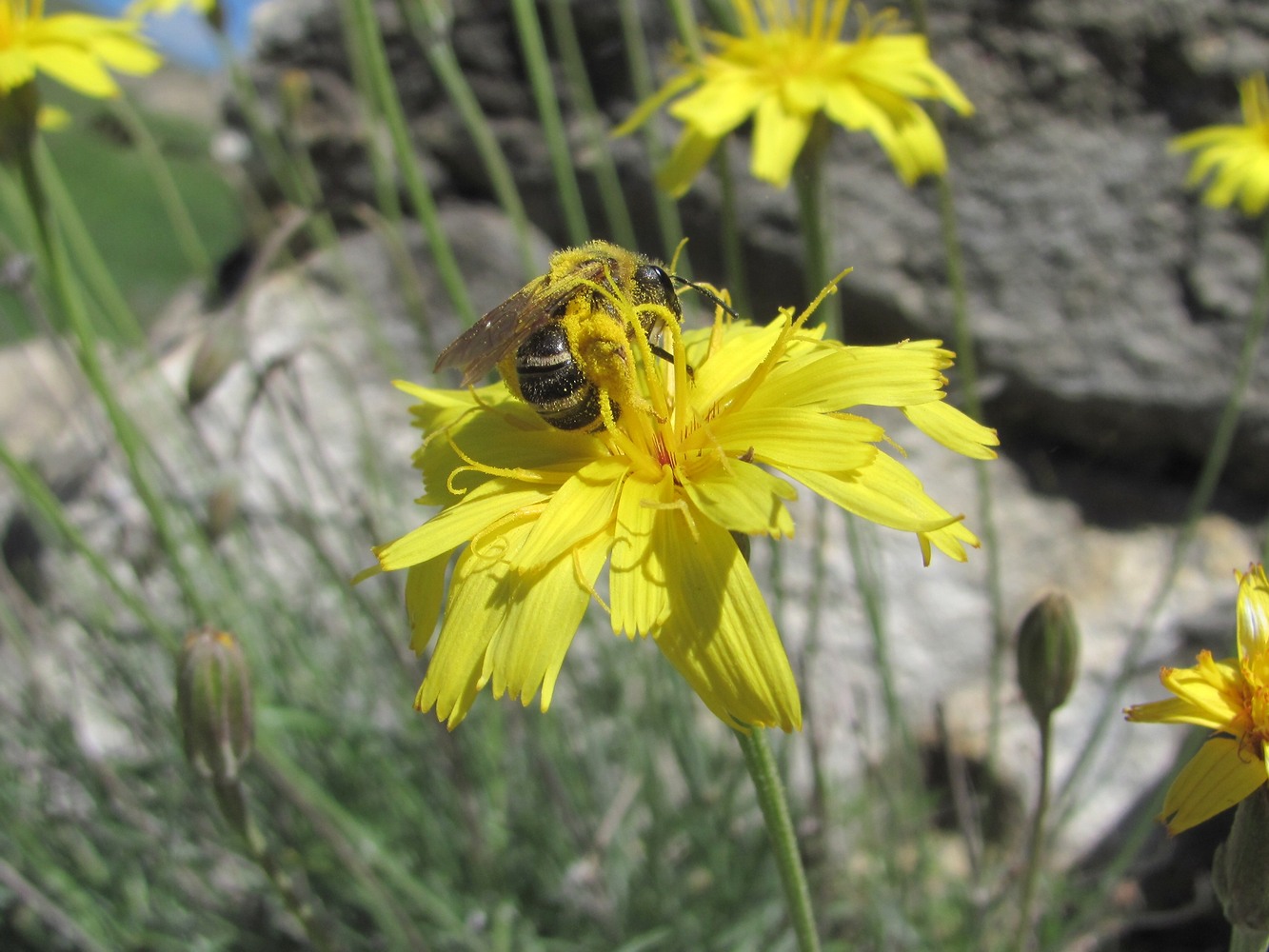 Image of Scorzonera filifolia specimen.