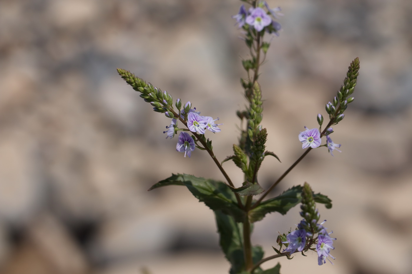 Image of Veronica oxycarpa specimen.