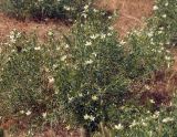 Peganum harmala