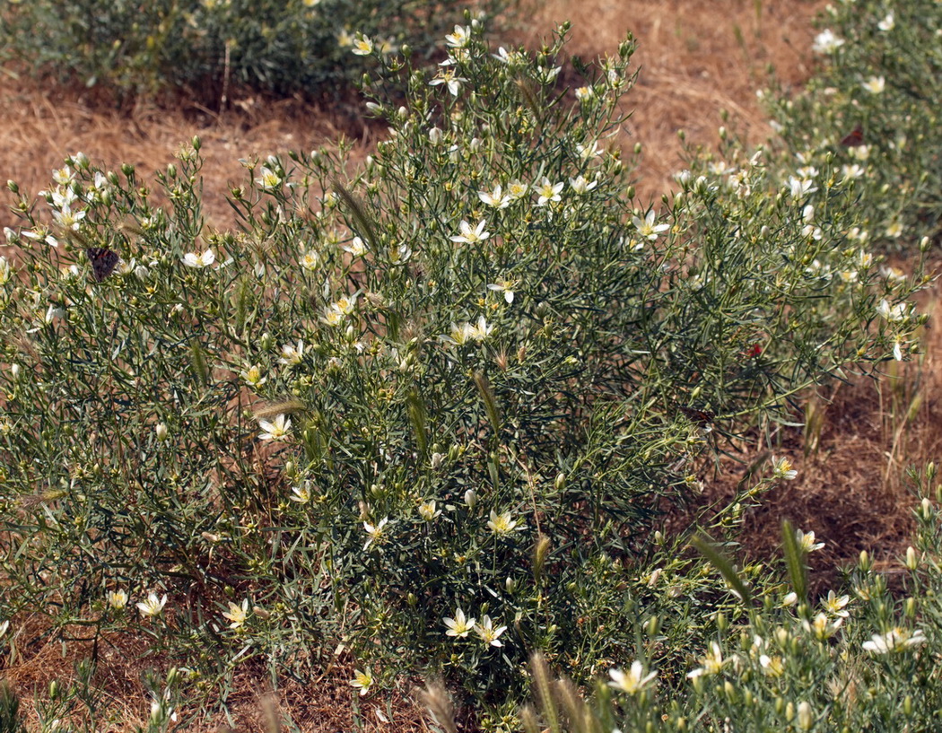 Image of Peganum harmala specimen.