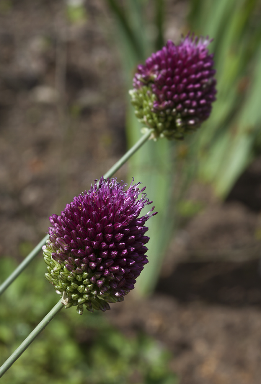 Image of Allium sphaerocephalon specimen.