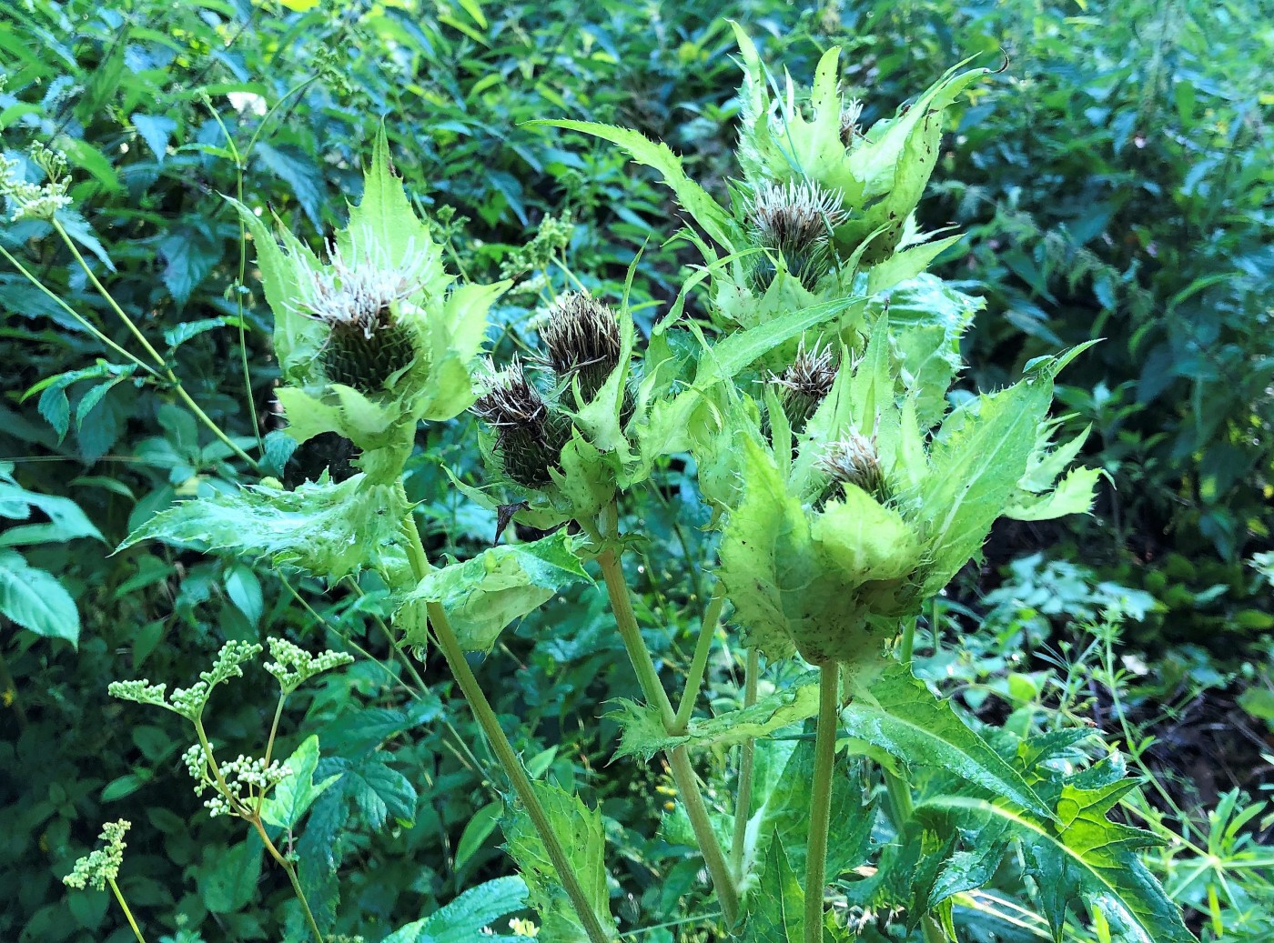 Изображение особи Cirsium oleraceum.