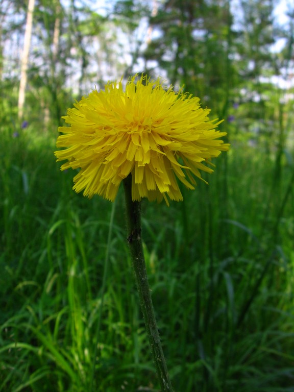 Изображение особи Trommsdorffia maculata.