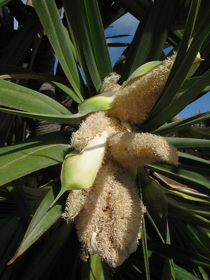 Image of genus Pandanus specimen.