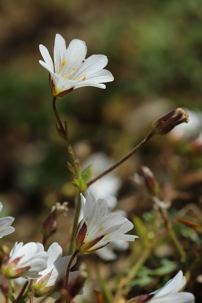 Изображение особи Dichodon cerastoides.