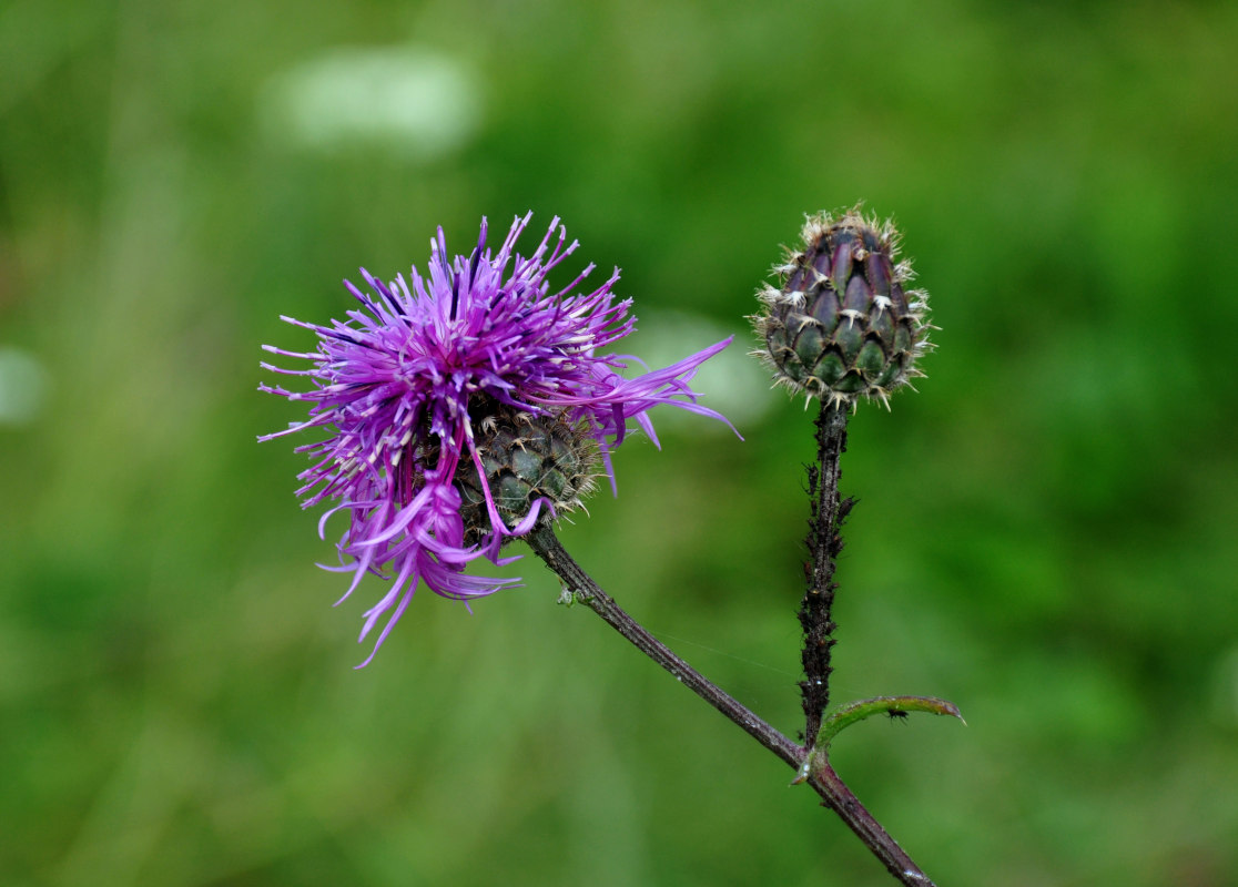 Image of Centaurea scabiosa specimen.