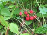Fragaria yezoensis. Плодоносящие растения. Курильские о-ва, о. Симушир, бухта Броутона, разнотравье. 21.08.2019.