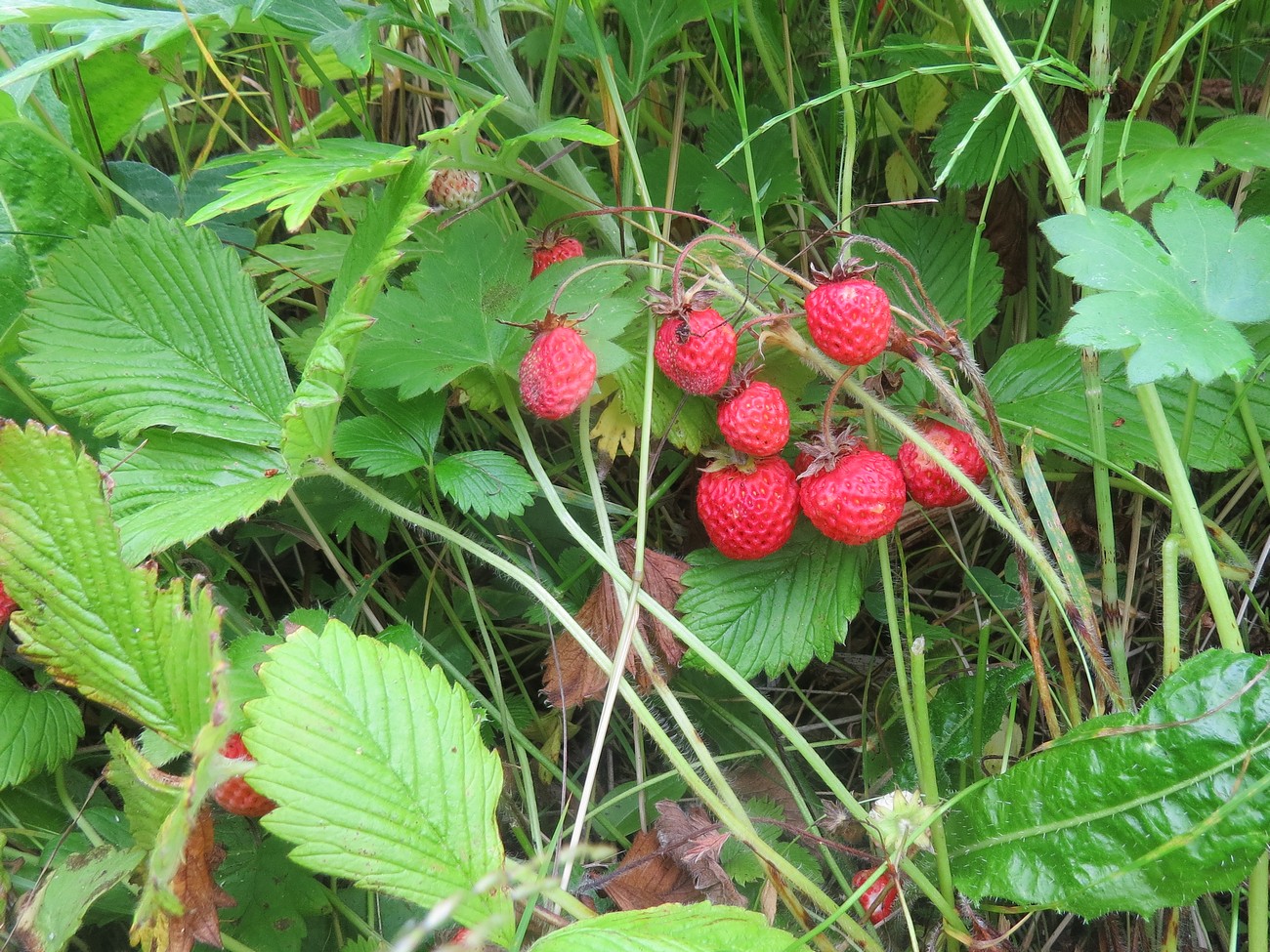 Изображение особи Fragaria yezoensis.