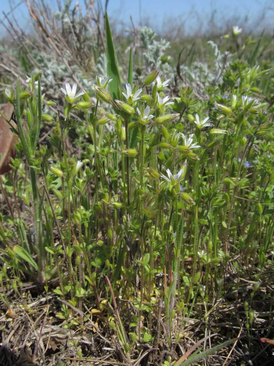 Изображение особи Cerastium syvaschicum.