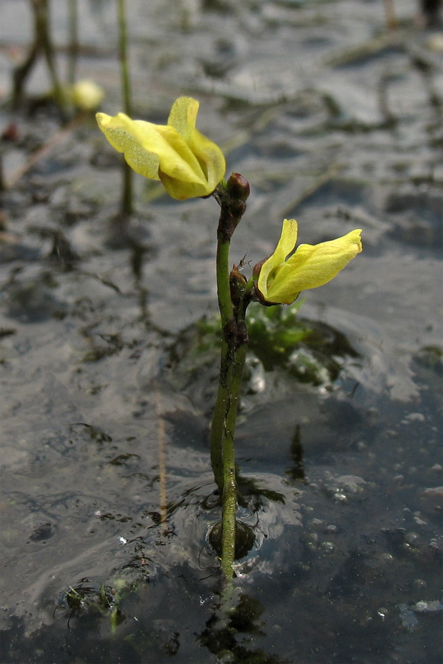 Image of Utricularia minor specimen.