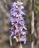 Vitex agnus-castus. Соцветие. Республика Кипр, п-ов Акама, Бани Афродиты (Λουτρά της Αφροδίτης, χερσόνησος Ακάμα), берег моря. 17.11.2019.