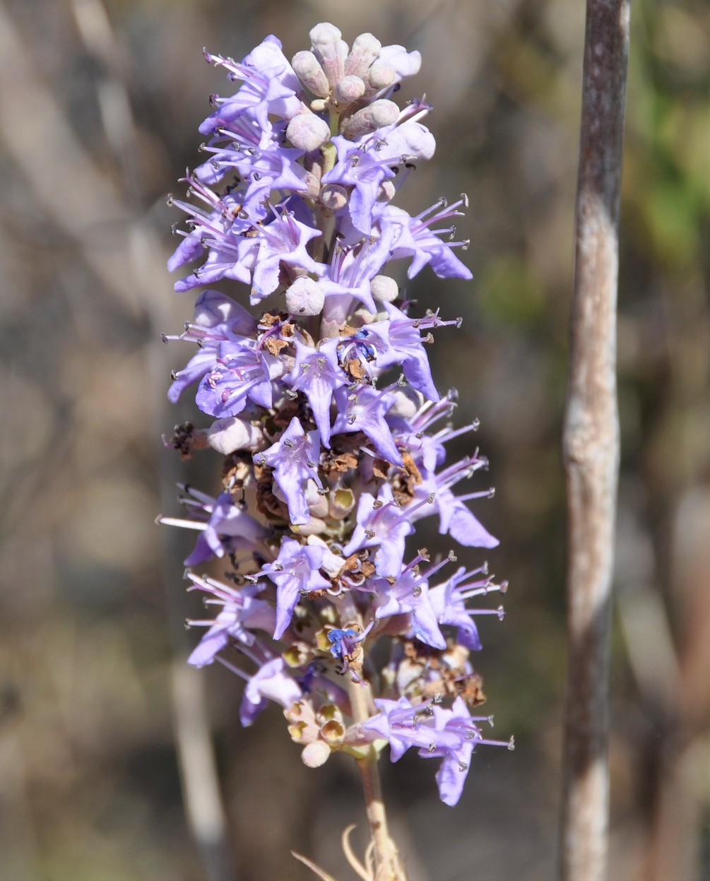 Image of Vitex agnus-castus specimen.