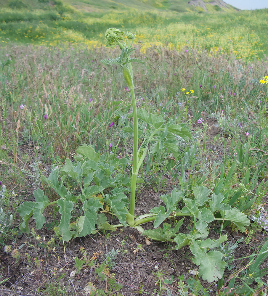 Изображение особи Pastinaca clausii.