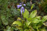род Hosta