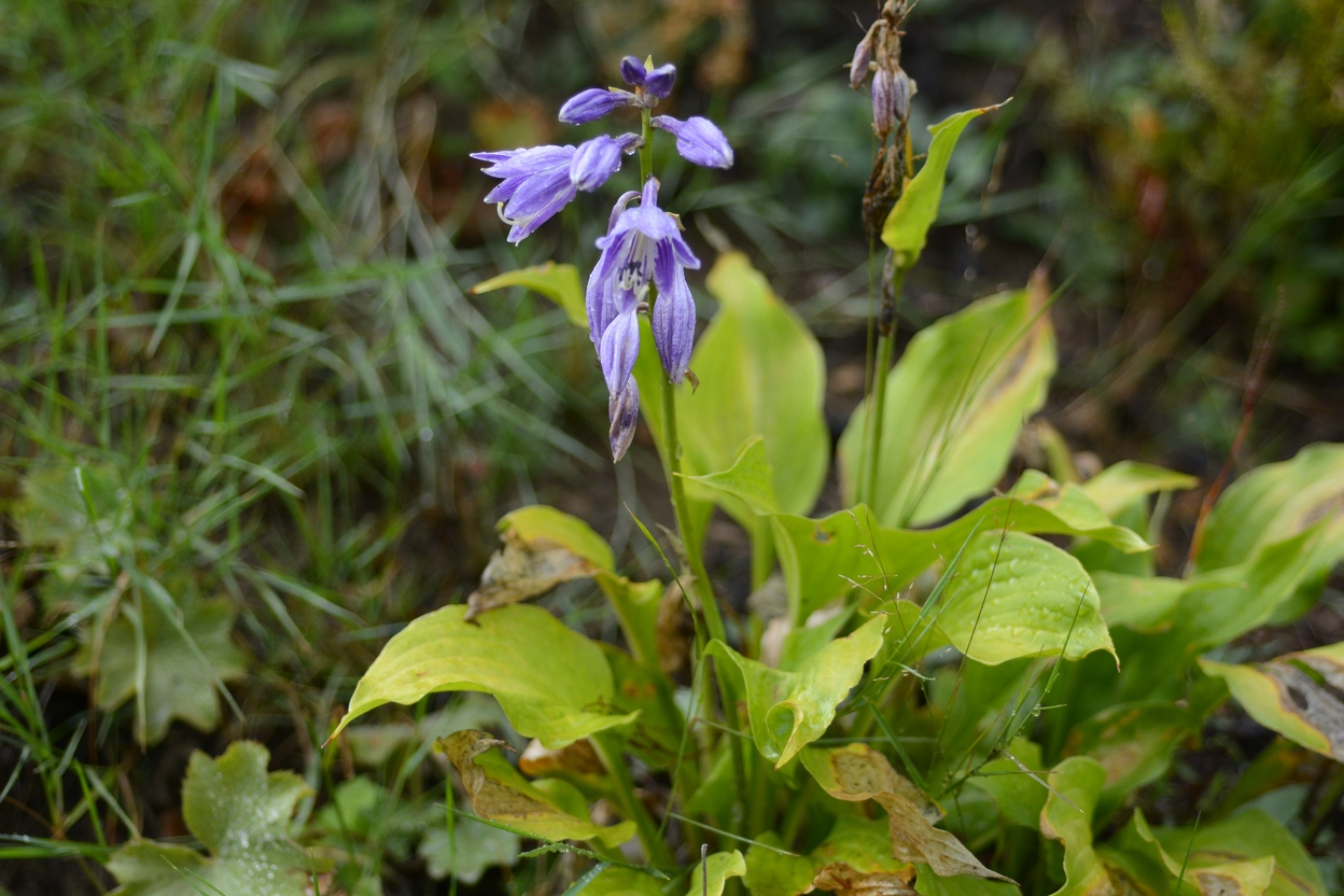 Изображение особи род Hosta.