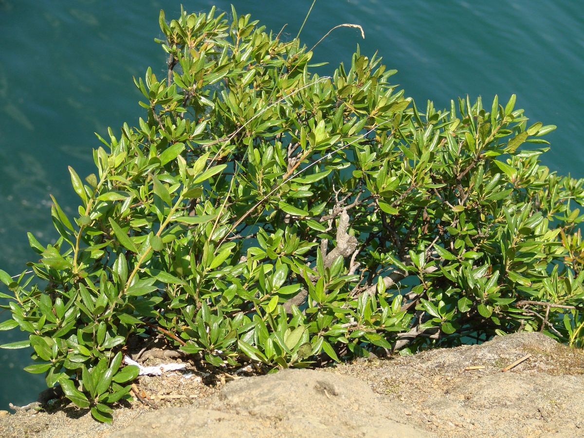 Image of genus Rhododendron specimen.