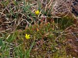 Saxifraga hirculus