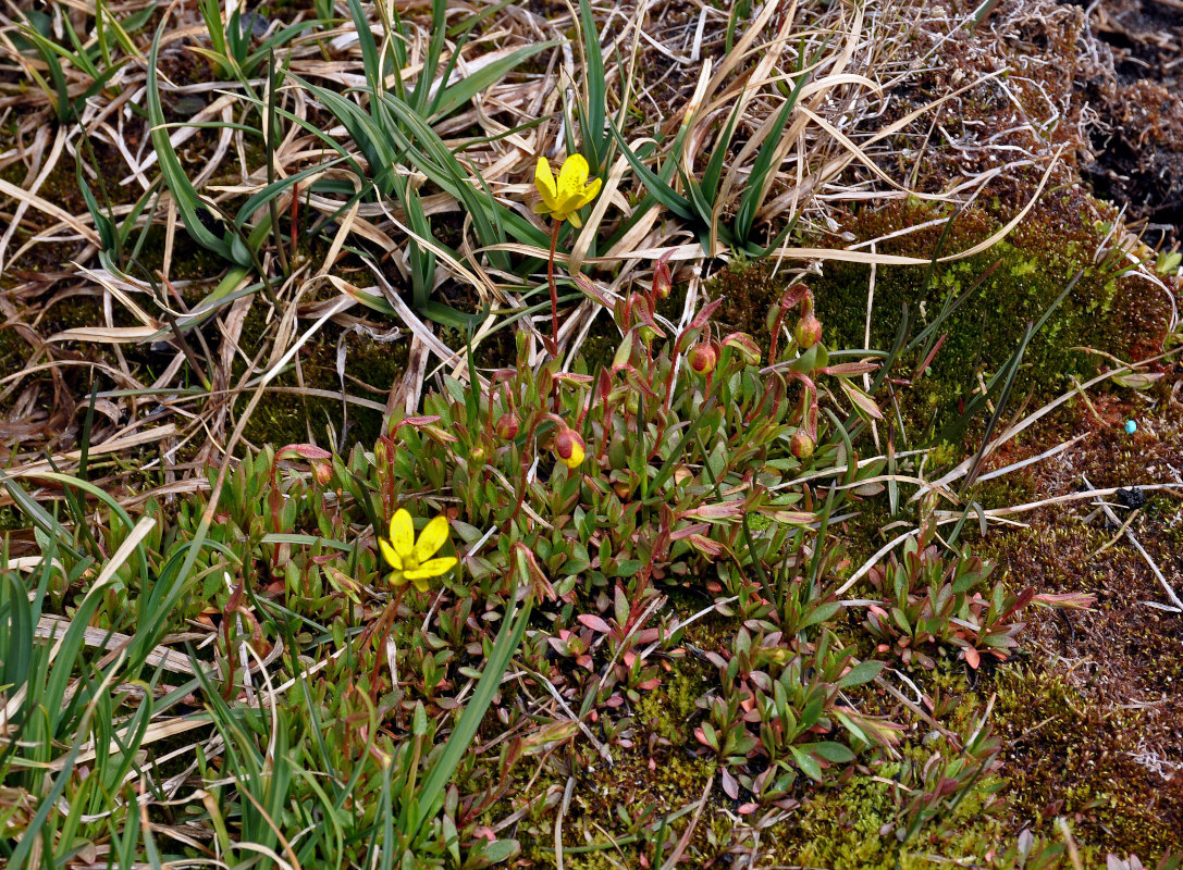 Изображение особи Saxifraga hirculus.