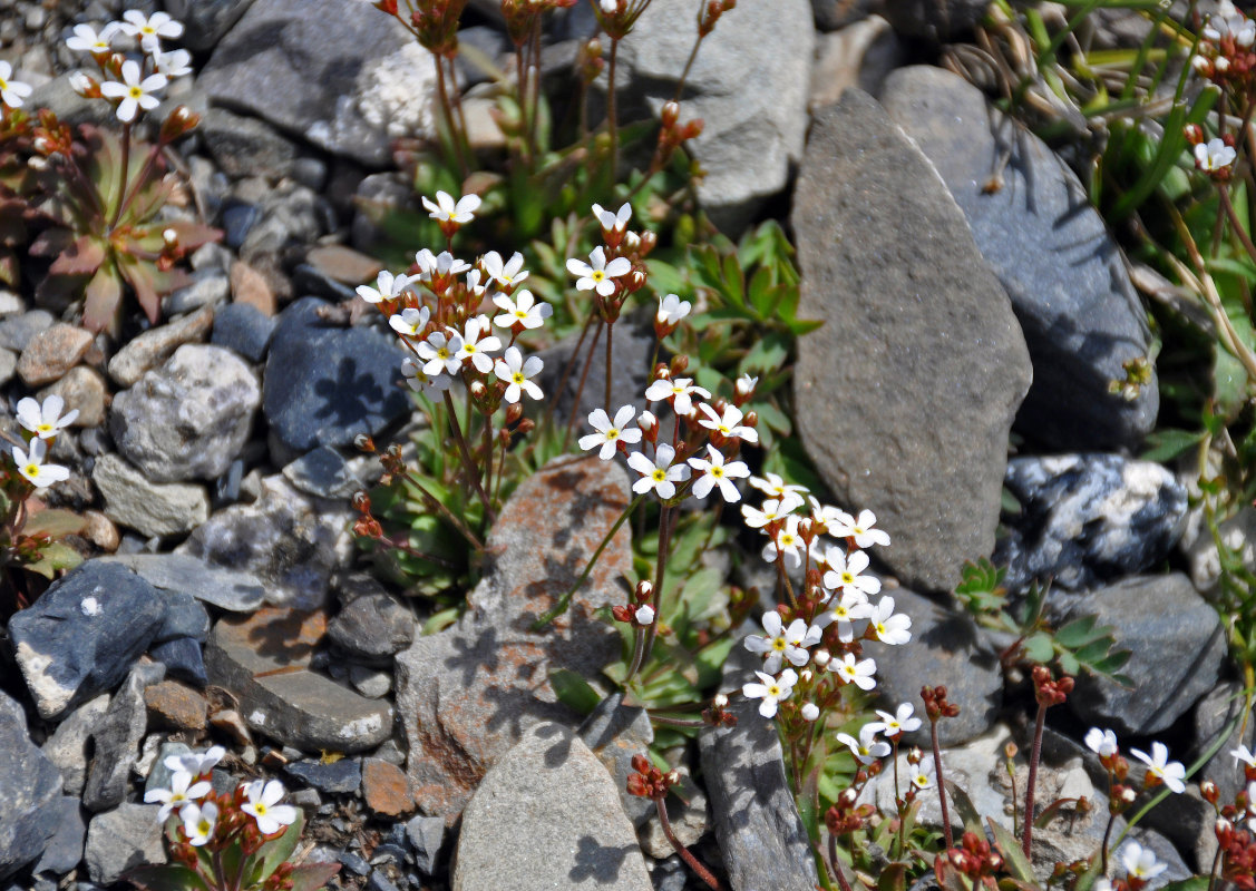 Image of Androsace lactiflora specimen.