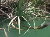 genus Pandanus. Ветвь с побегом, частично погружённая в воду. Австралия, северо-западный Квинсленд, национальный парк Boodjamulla (Lawn Hill), берег р. Lawn Hill; конец сухого сезона (сезон gurreng). 12.10.2009.