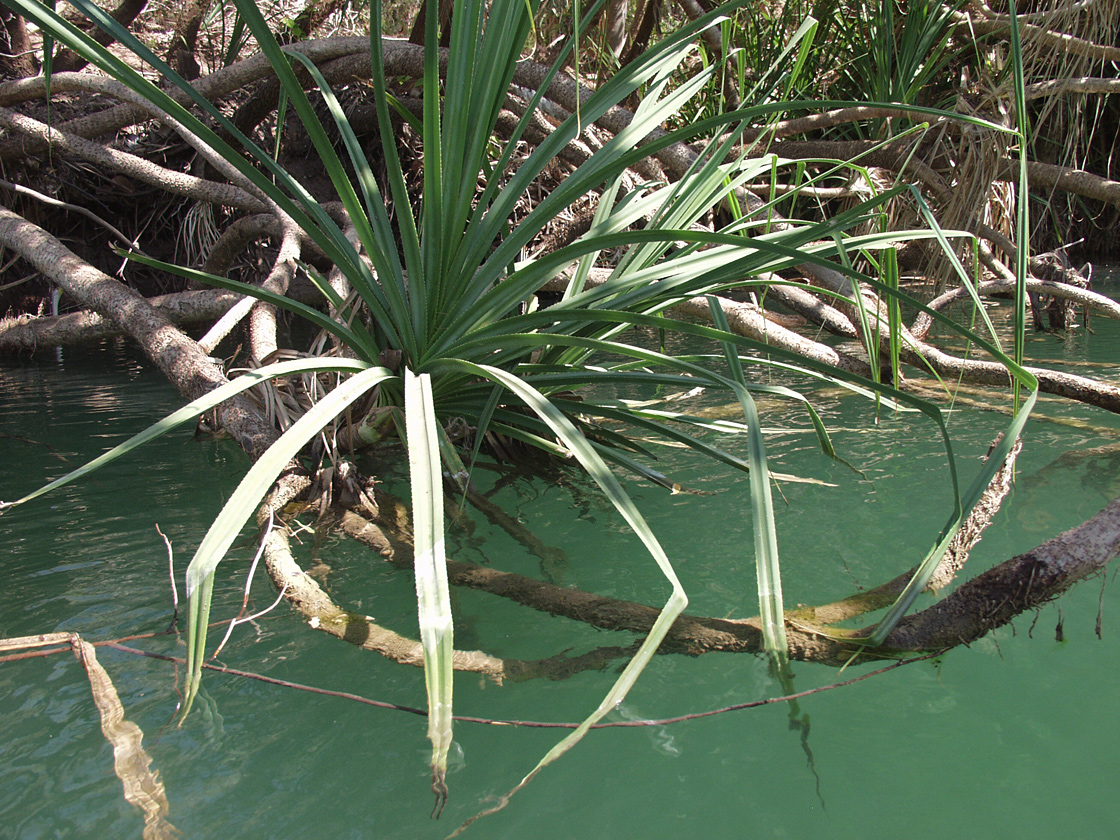 Изображение особи род Pandanus.