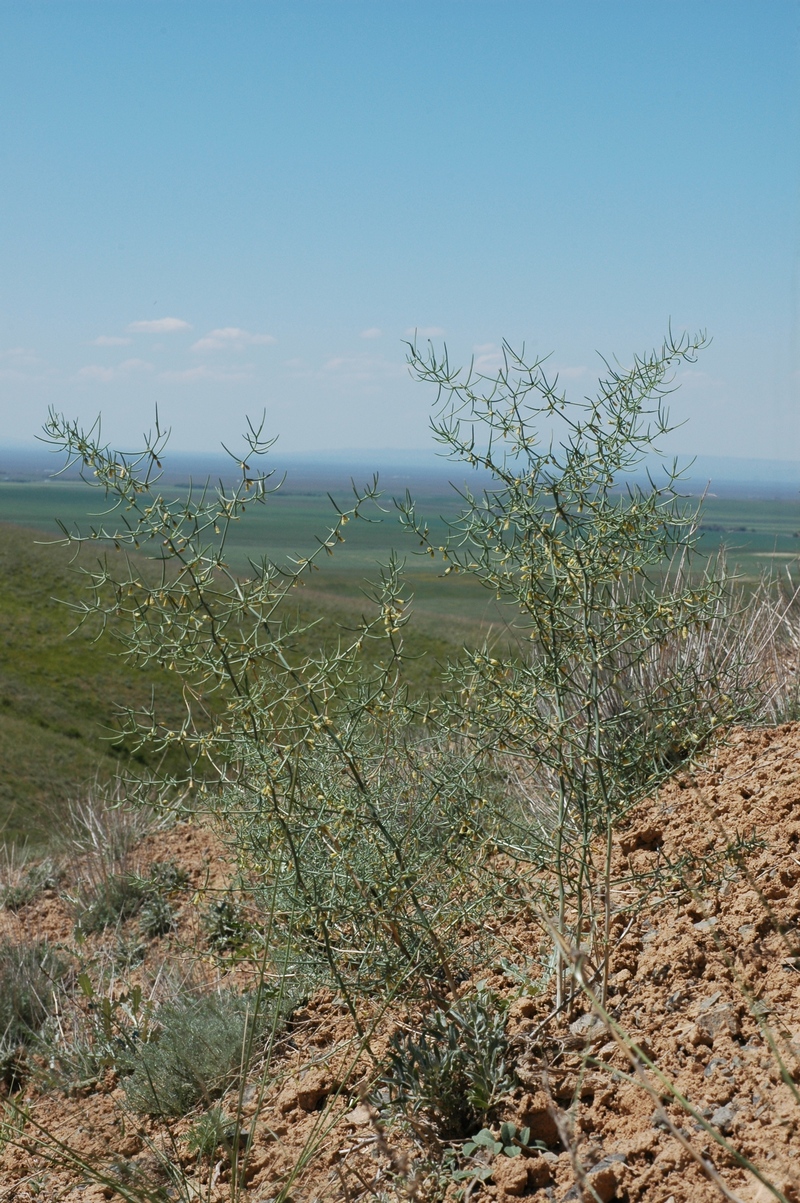 Image of Asparagus angulofractus specimen.