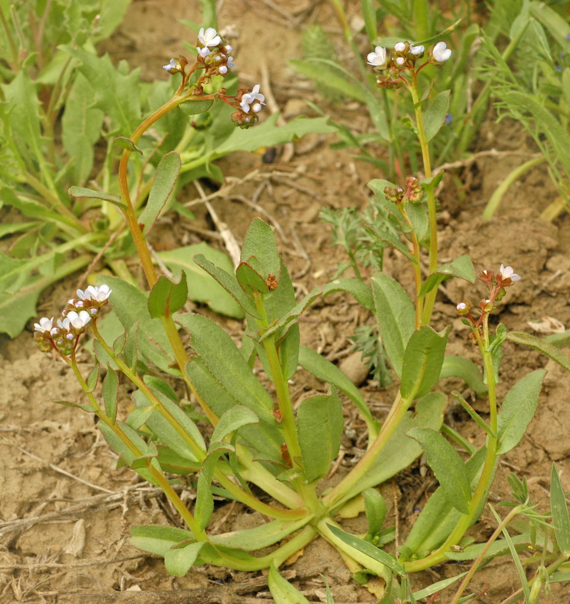 Изображение особи Suchtelenia calycina.