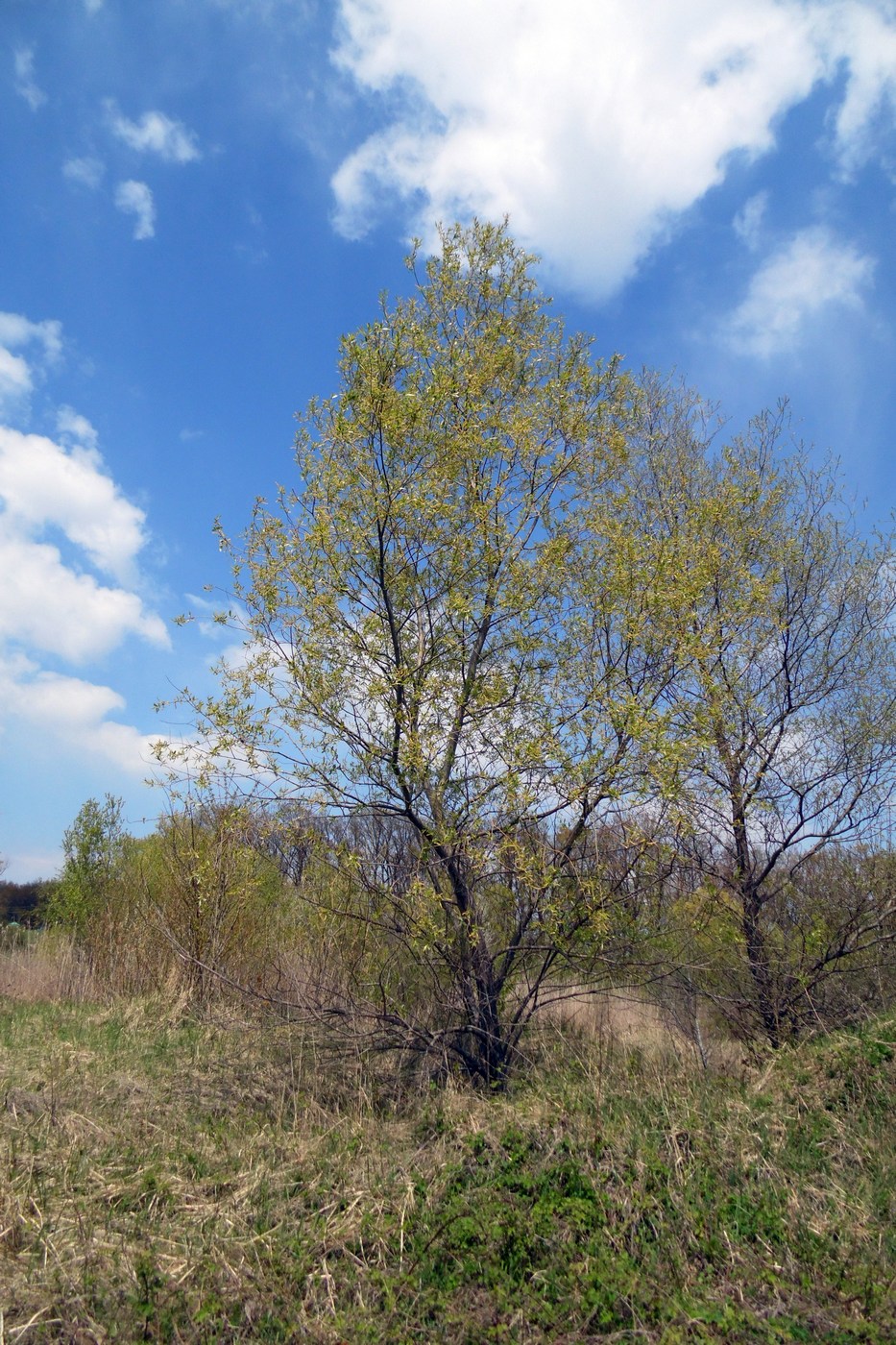 Изображение особи Salix alba.