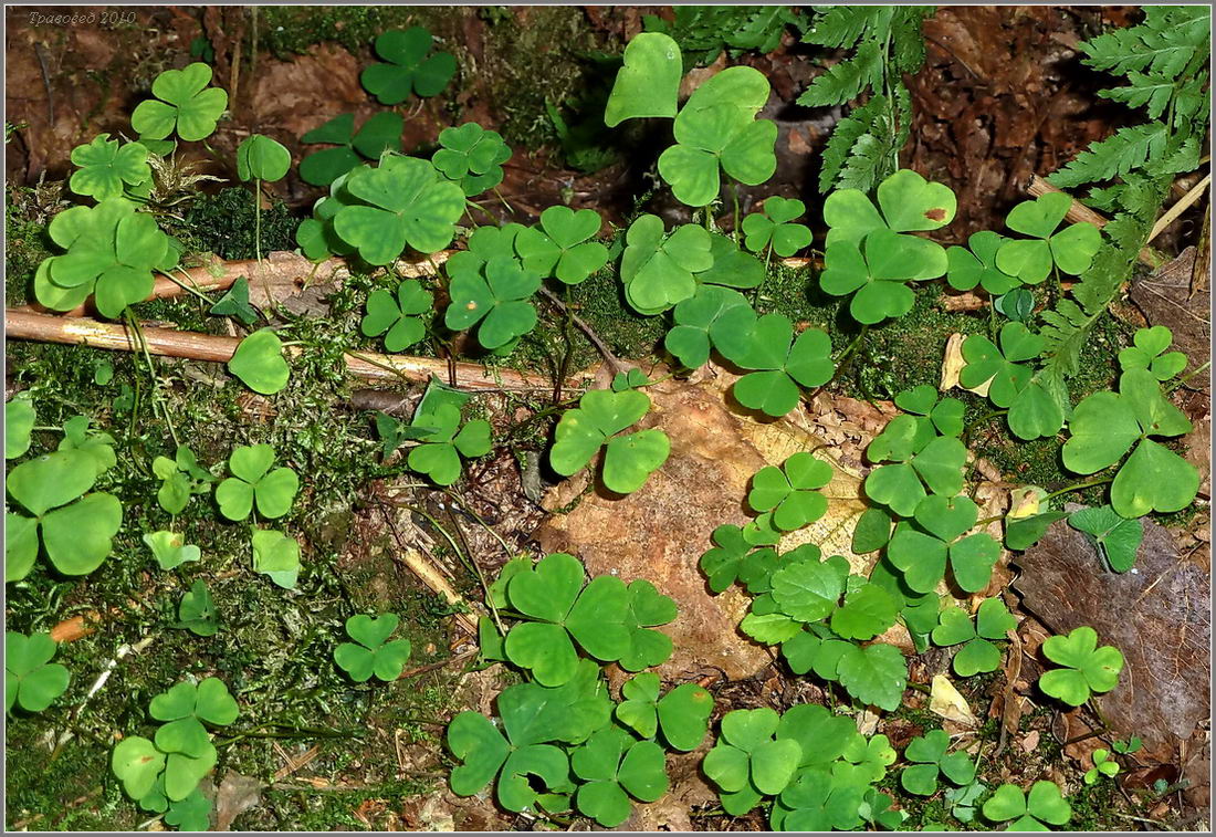 Изображение особи Oxalis acetosella.