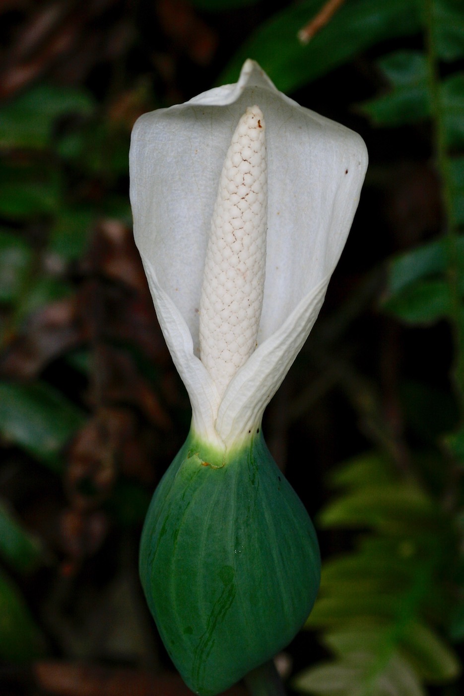 Image of Caladium bicolor specimen.