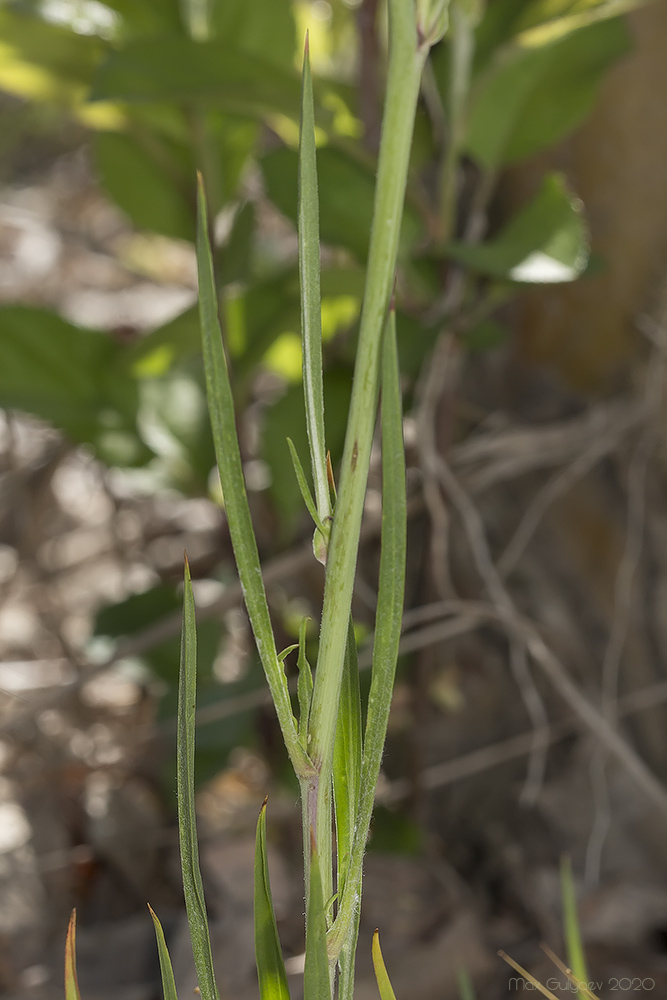 Image of Scorzonera laciniata specimen.