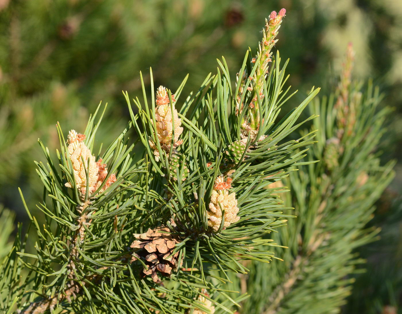 Изображение особи Pinus sylvestris.