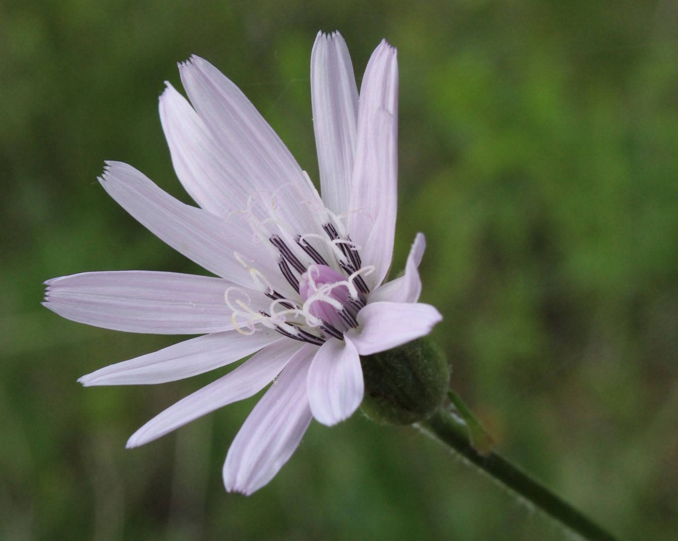 Изображение особи Scorzonera purpurea.