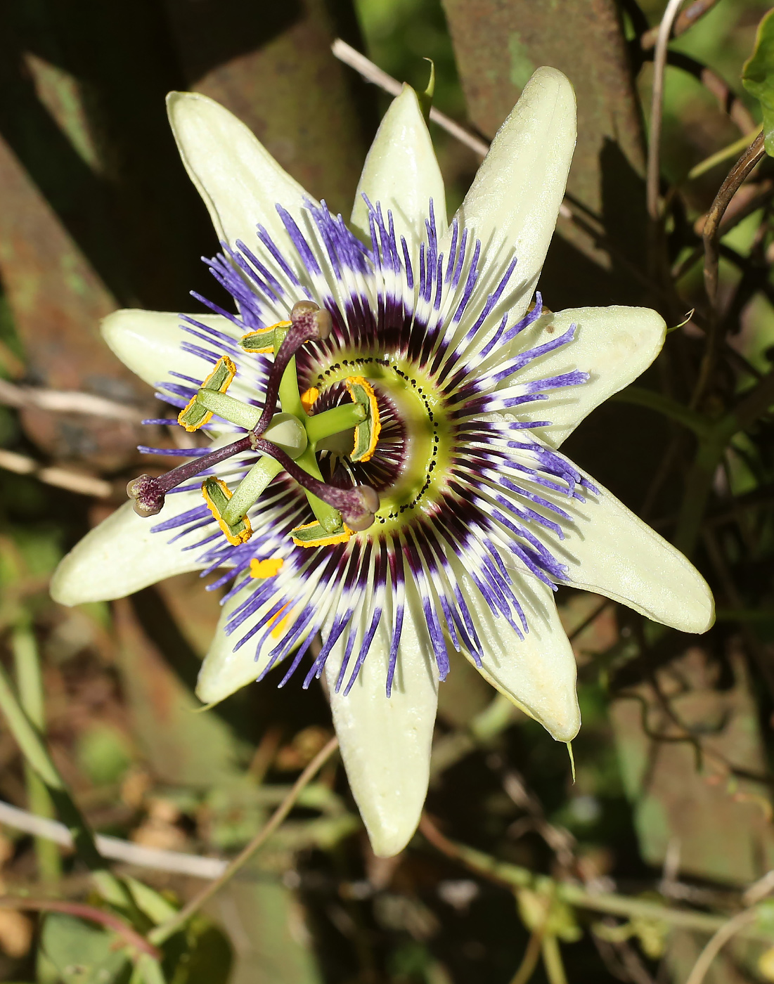 Image of Passiflora caerulea specimen.