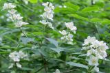 Philadelphus caucasicus
