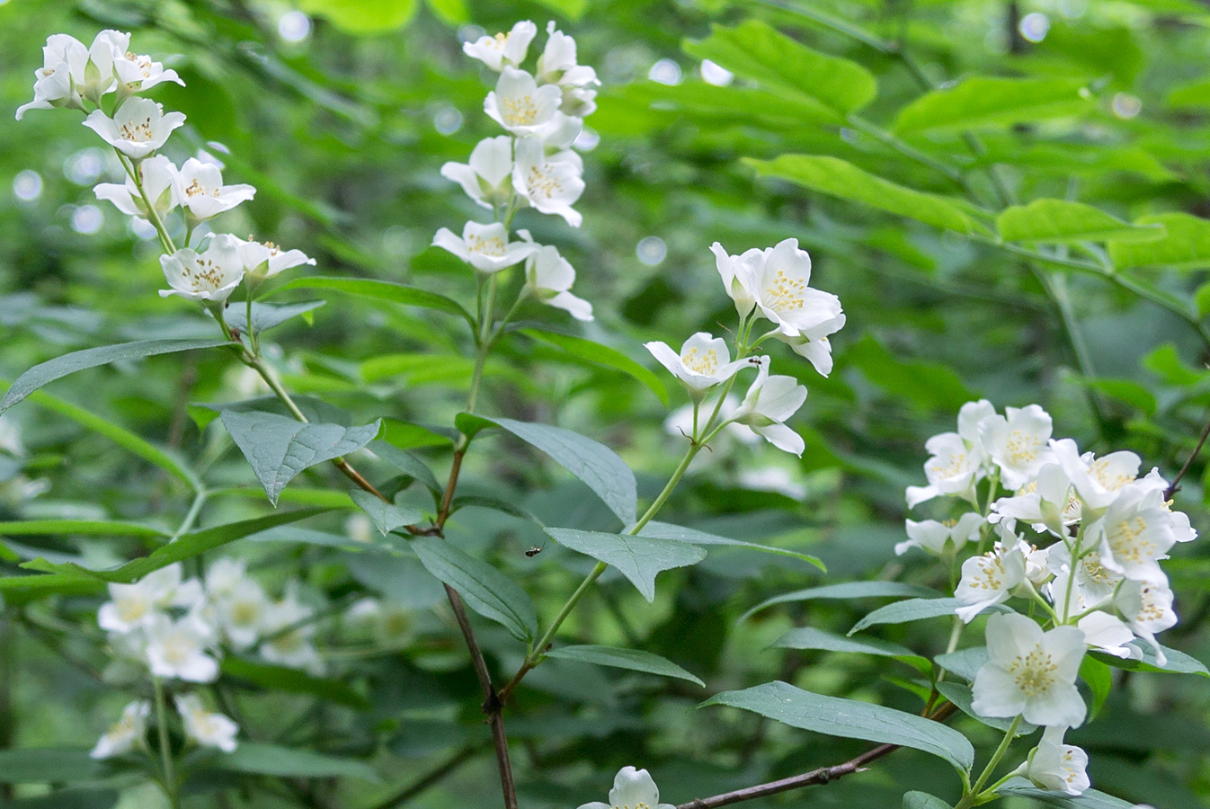 Image of Philadelphus caucasicus specimen.