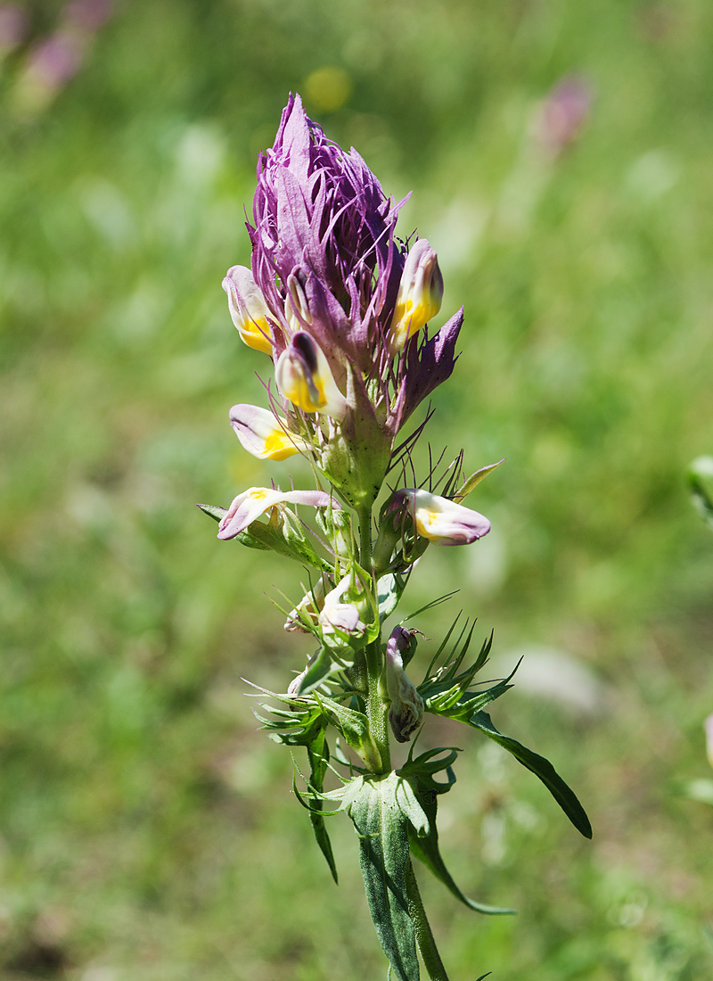 Изображение особи Melampyrum arvense.