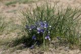 Iris tenuifolia