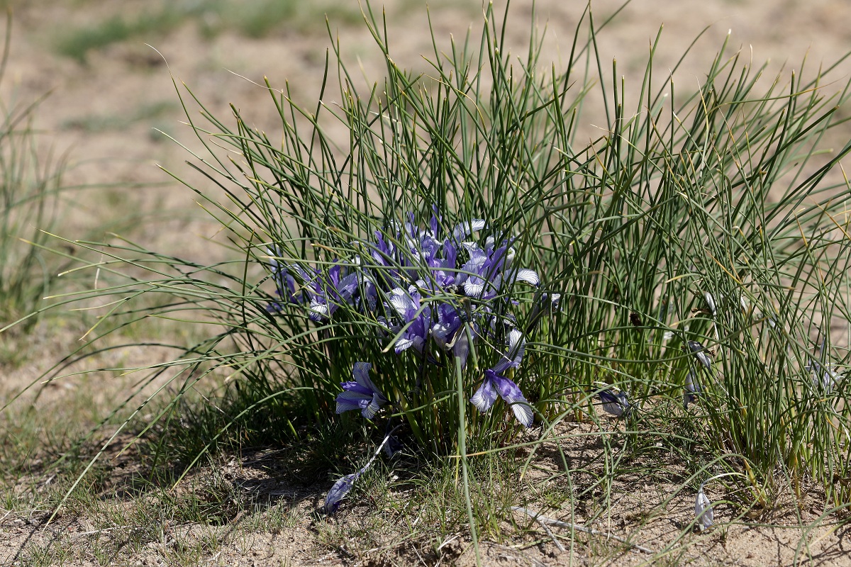 Image of Iris tenuifolia specimen.